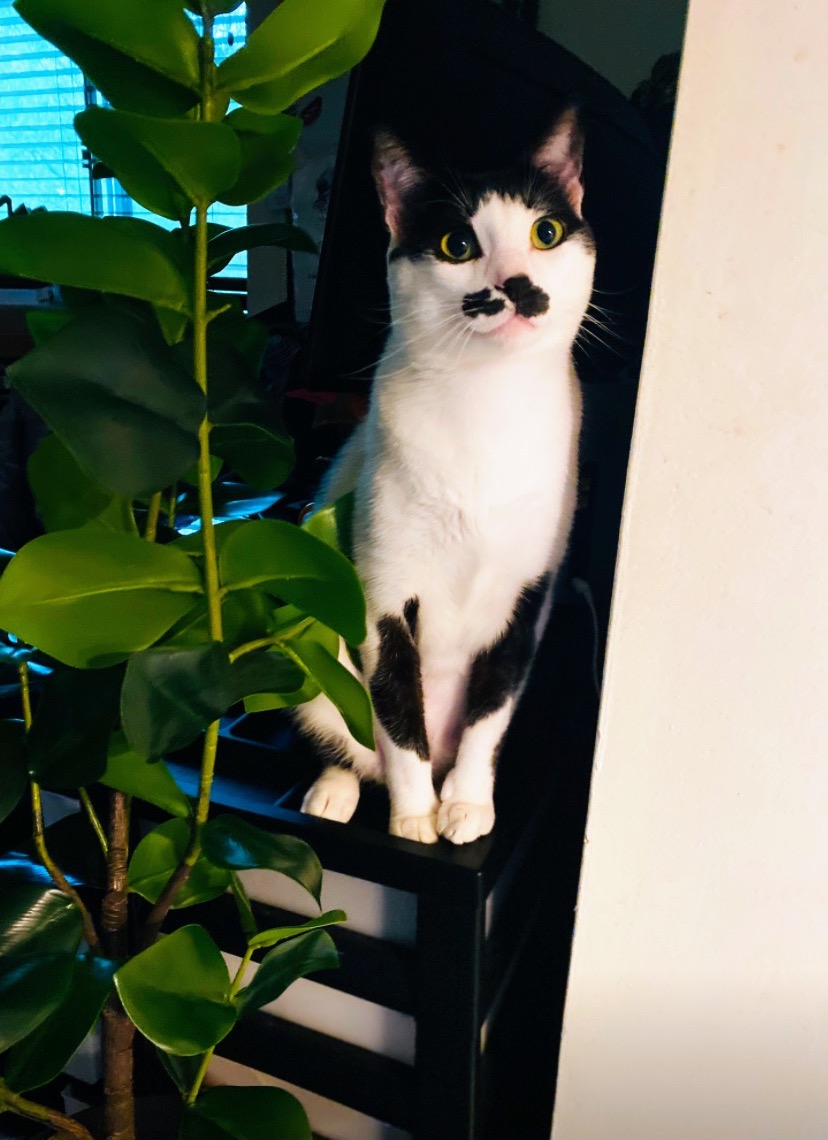 Adebisi, a white cat with black ears, a black mustache marking, and yellow eyes, sitting tall on a shelf beside a leafy plant.